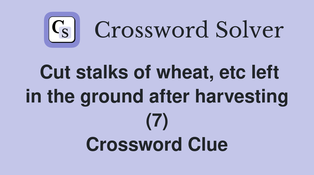 Cut stalks of wheat, etc left in the ground after harvesting (7